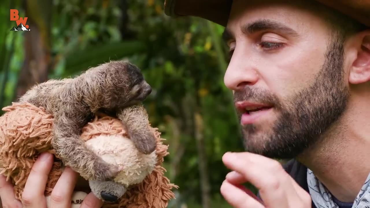 Cutest Baby Sloth EVER!