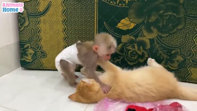 enjoy monkey 🐒 and cat funny kids video 🐈🐱