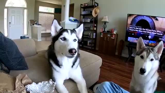 Siberian Huskies BEG With Cuteness! (Never Trick A Husky