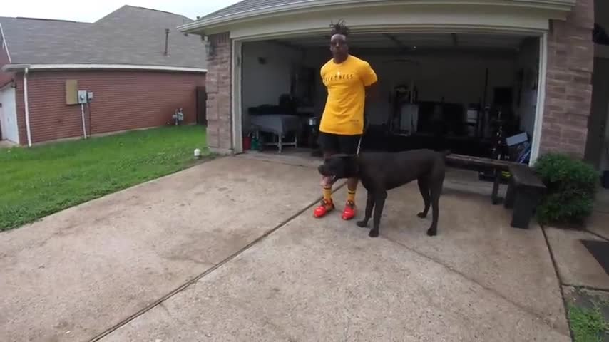 Massive Intense 1 Yr Old Cane Corso Lunges having his moment