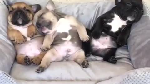 three puppies sleeping