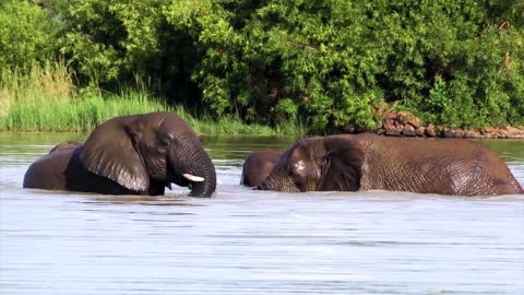 Elephants are enjoying in water.