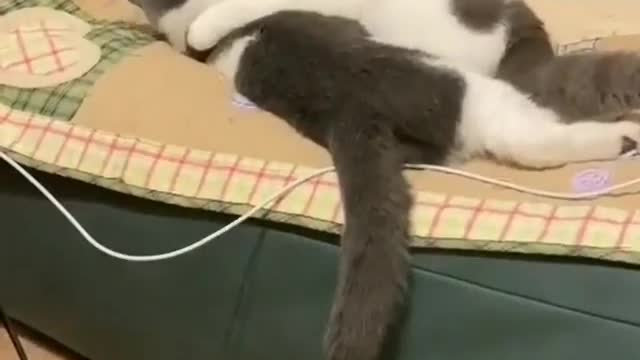 Cat couple love time video