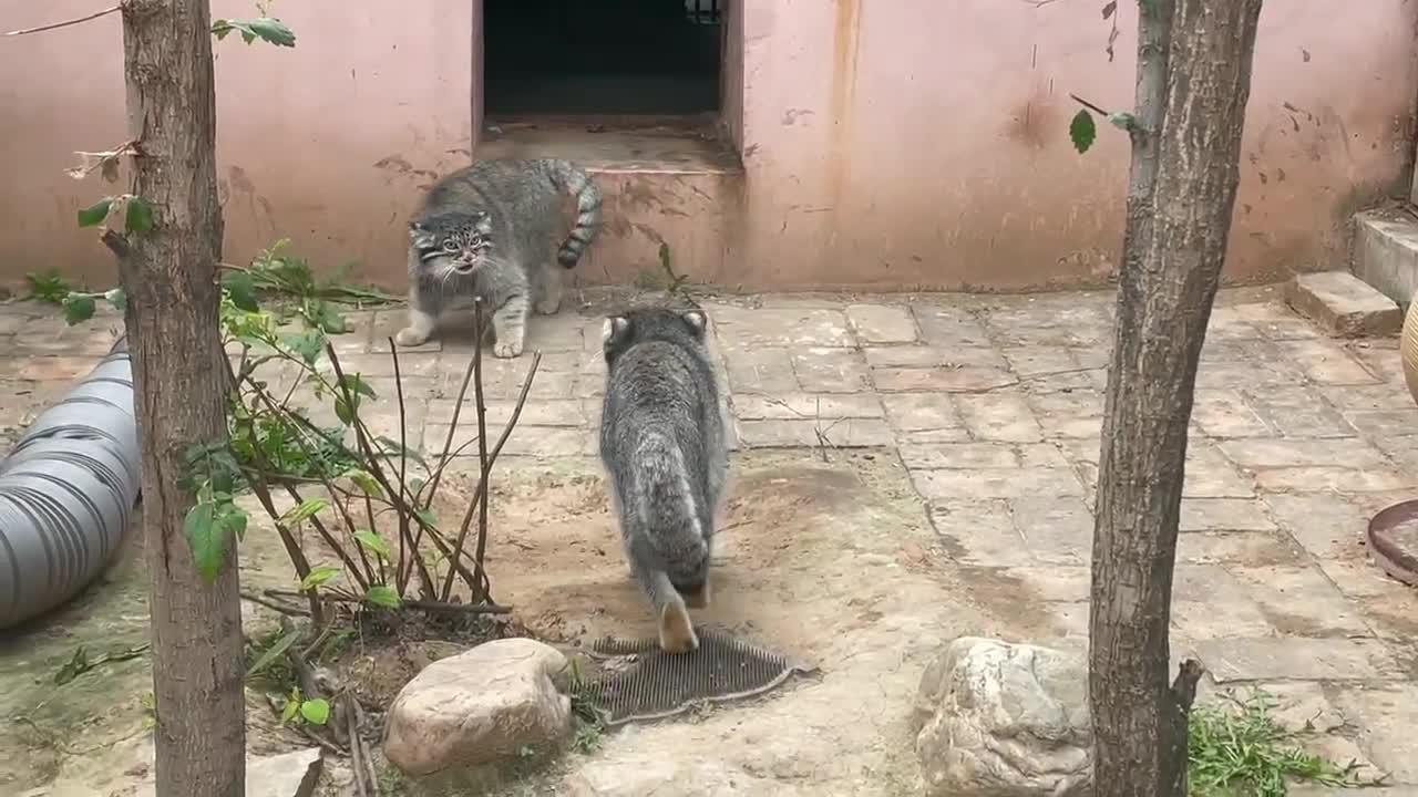 Two cats had a fight