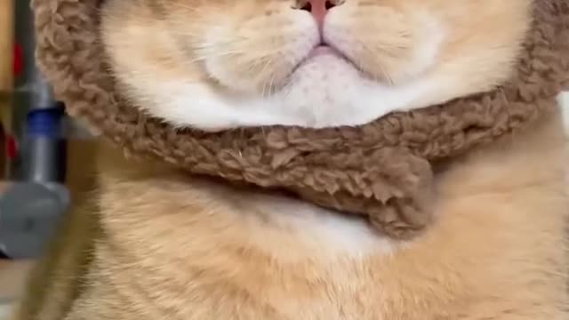 Cute Cat 🐈