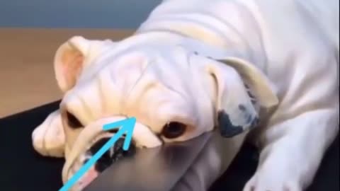 Funny dog is afraid of being cut