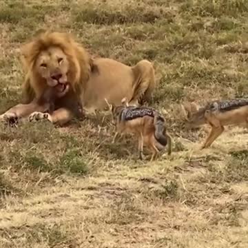 If_looks_could_kill.._👀🦁 ✥⁣⁣_ ✥ ⁣⁣📷_Beautiful_video_by_@sunir.overwater_ ✥ ⁣⁣✥⁣⁣ 🦁