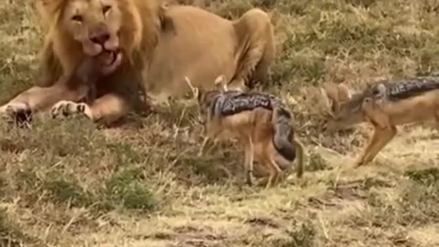 If_looks_could_kill.._ππ¦ β₯β£β£_ β₯ β£β£π·_Beautiful_video_by_@sunir.overwater_ β₯ β£β£β₯β£β£ π¦