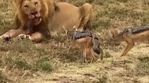 If_looks_could_kill.._👀🦁 ✥⁣⁣_ ✥ ⁣⁣📷_Beautiful_video_by_@sunir.overwater_ ✥ ⁣⁣✥⁣⁣ 🦁