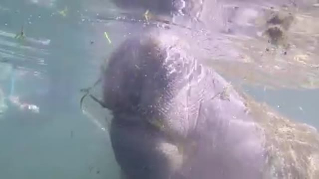 Adult Manatee (Sea Cow) Eating (Extreme Close-up!!!)