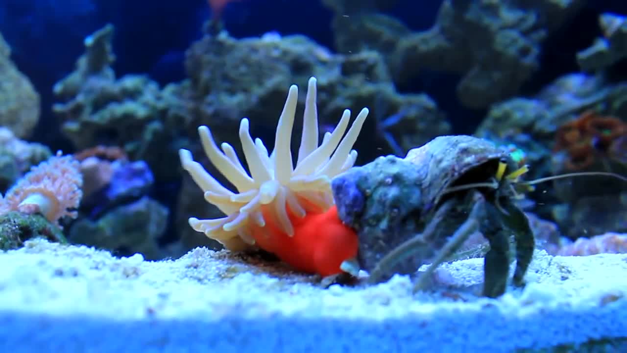 Hermit Crab and Anemone are besties