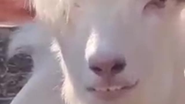 Handsome goat