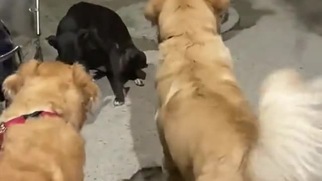 Funny Cat And Dog