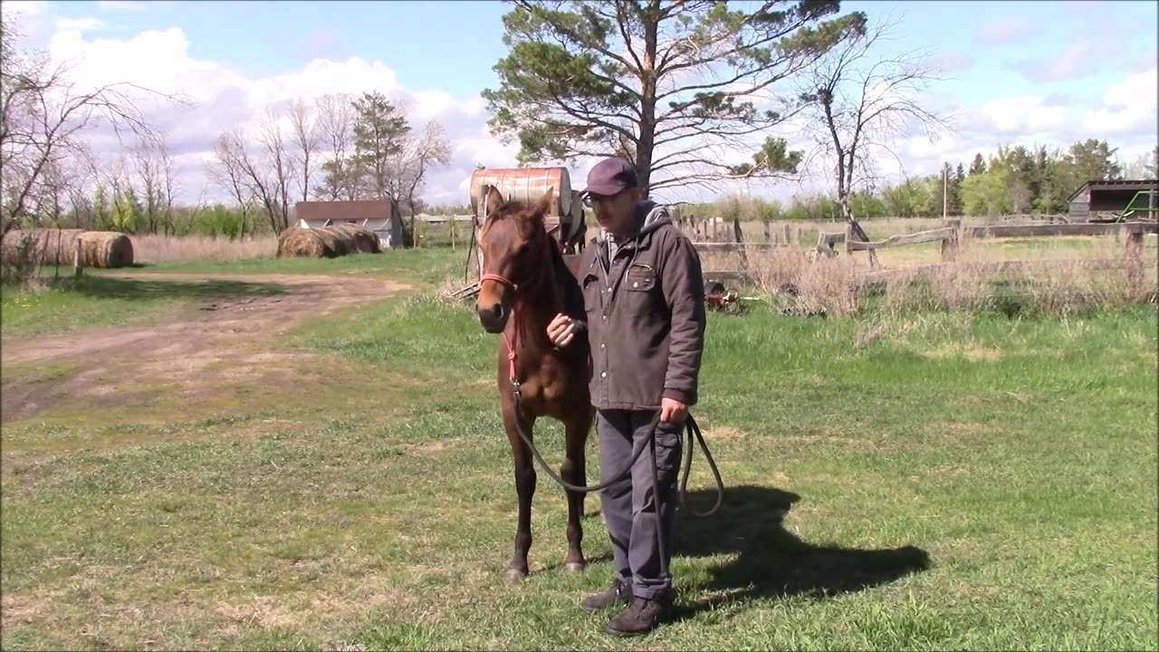 Baby Steps Horsemanship and Training pt 30