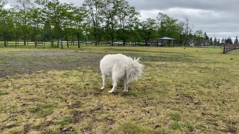 German Shepherd Attacks Pitbull [OFF LEASH DOG PARK] Part 1