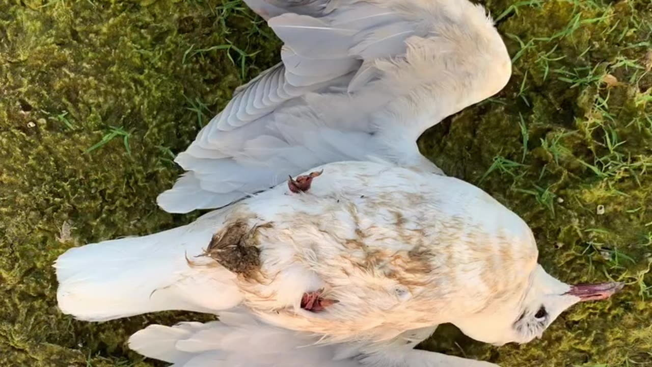 Seagull are dying