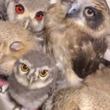 Funny Owls 😊😊