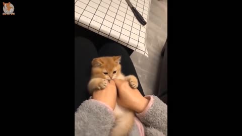 Super Lovely Cute Kitten!!!
