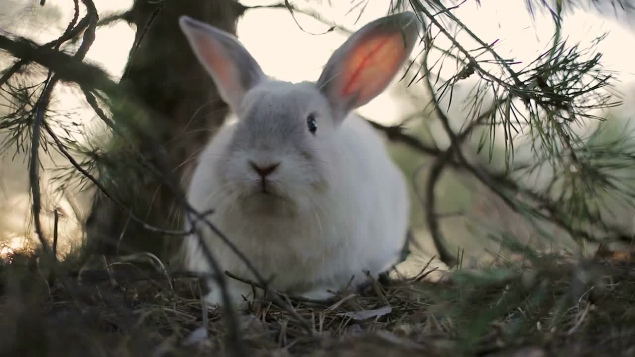 White rabbit in a summer forest