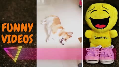 Super Funny Dog and Cat video
