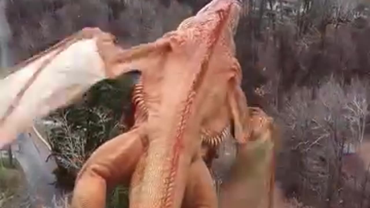 How's Dragon 🐲 flying 😲😲.. Must watch