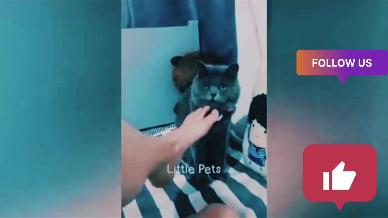 1 HOUR with THESE clumsy CATS 😹 Funniest Cats & Dogs Videos🐶😹