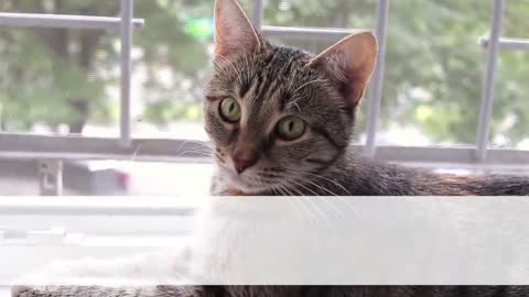 How to train your cat to use toilet
