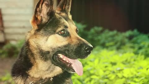 Top 5 Most Brave Dog Breeds in the World (German Shepherd, Blue Heeler)