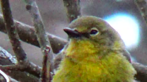 Baby Pine Warbler