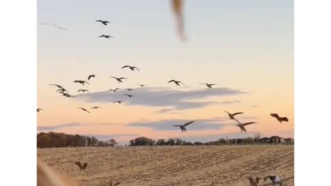 Sunset + 🦆 = perfect day