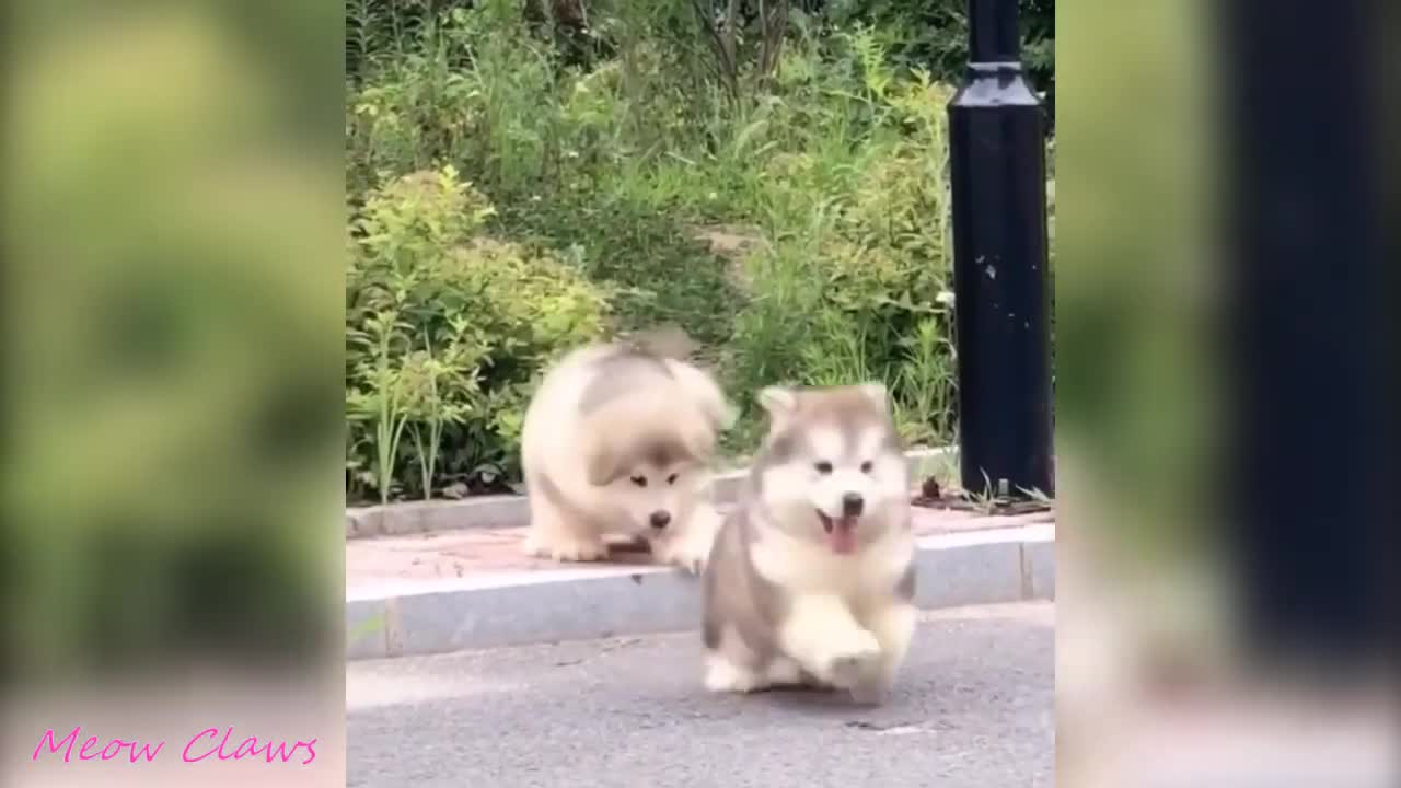 Baby Alaskan Malamute Cutest and Funniest Moments New Compilation | Try Not To Laugh