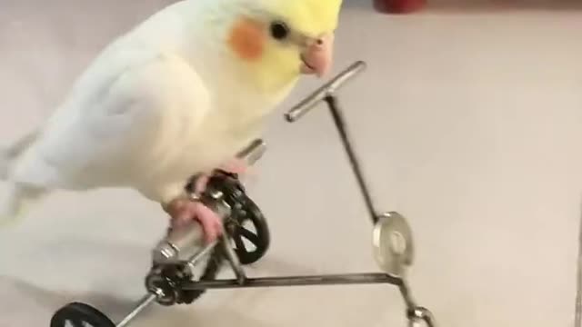 #shorts Funny Parrots [Pets & Bird & Animal[videos tiktoks) Compilation #dog #cat #rabbit #bird