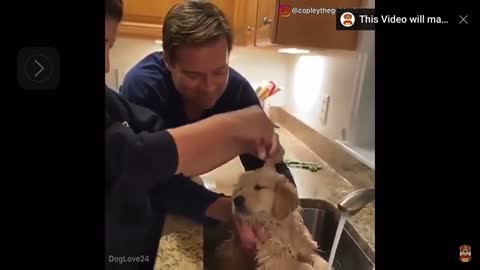 Bath a cute dog