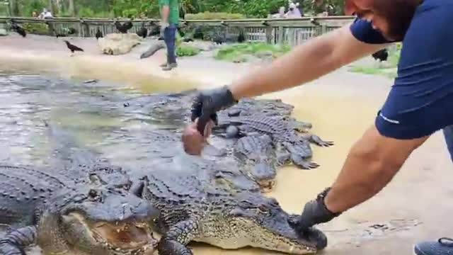 Feeding Hungry Alligators Turn By Turn According to Thier Names