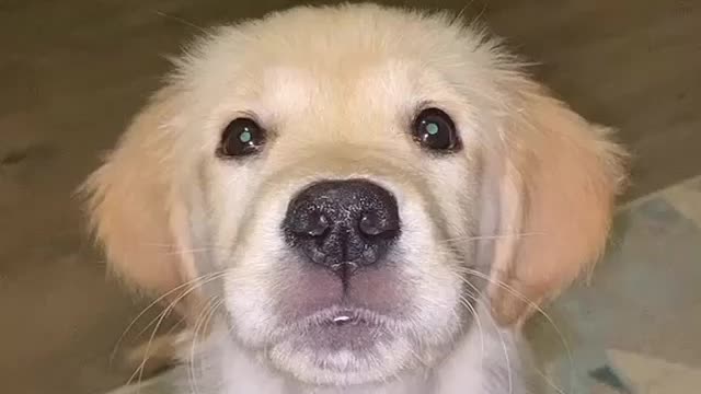 Funny dog 🐕🐕🐕🐕🐕 Smart Dog