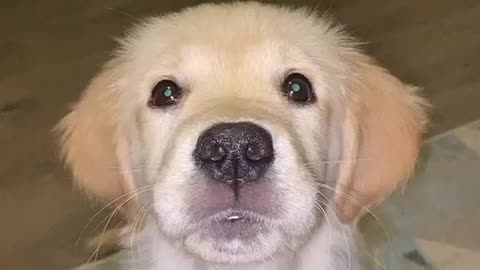 Funny dog 🐕🐕🐕🐕🐕 Smart Dog