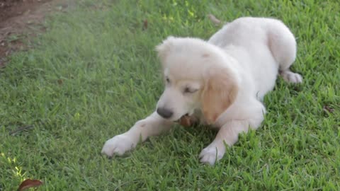 Baby Of Dog Playing in Garden !