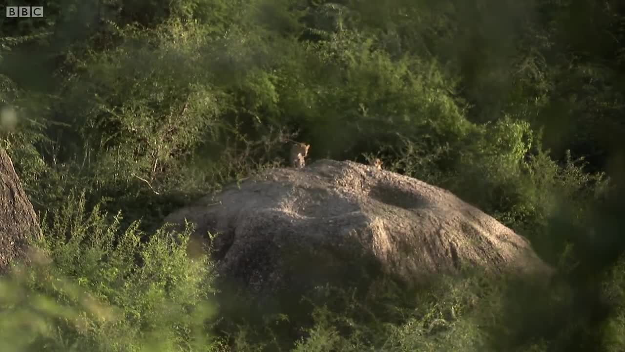 Following Leopards in Rajasthan | Leopards: An Unnatural History | BBC Earth