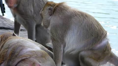 monkeys feed their kids