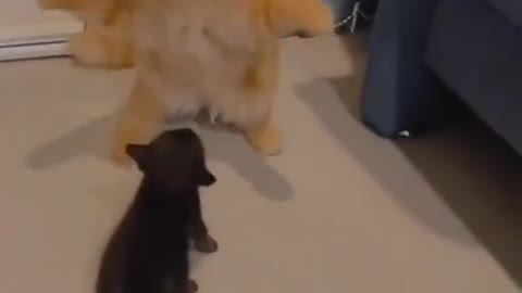 cat fight