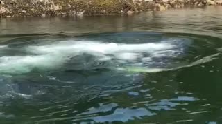 Humpback Whale Feeding Using Bubble Traps Close to Dock