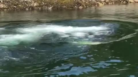 Humpback Whale Feeding Using Bubble Traps Close to Dock