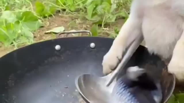 Tha dog fish funny