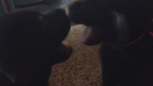 Black dog puppy puts mouth/chews on mirror