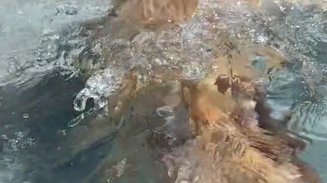 The dog went for a swim.