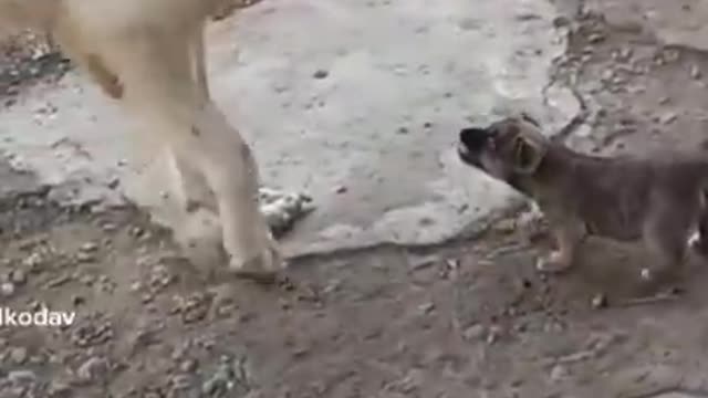 01.So funny cute ❤ dogs 🐶 and cats 🐱 part 27