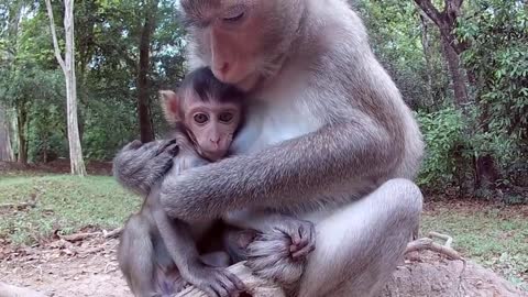 Cute Monkey Baby Love with Mom