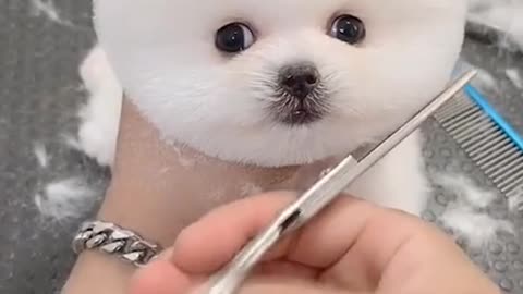 Cute_🥰_Pomeranian_puppy_bathing_and_haircut_So_cute_❤️