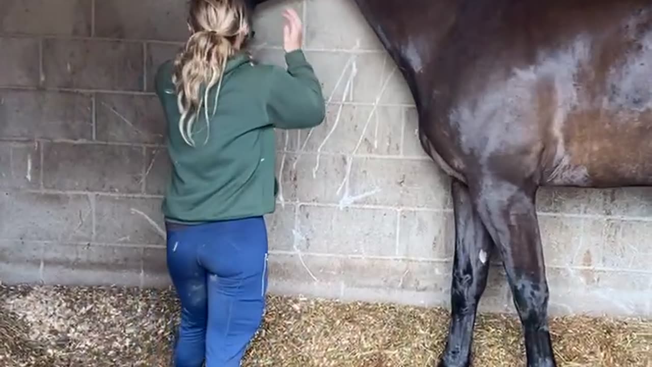 Tall Horse Teases Short Woman