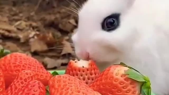 Funny and Cute Rabbit Video Compilation_#short